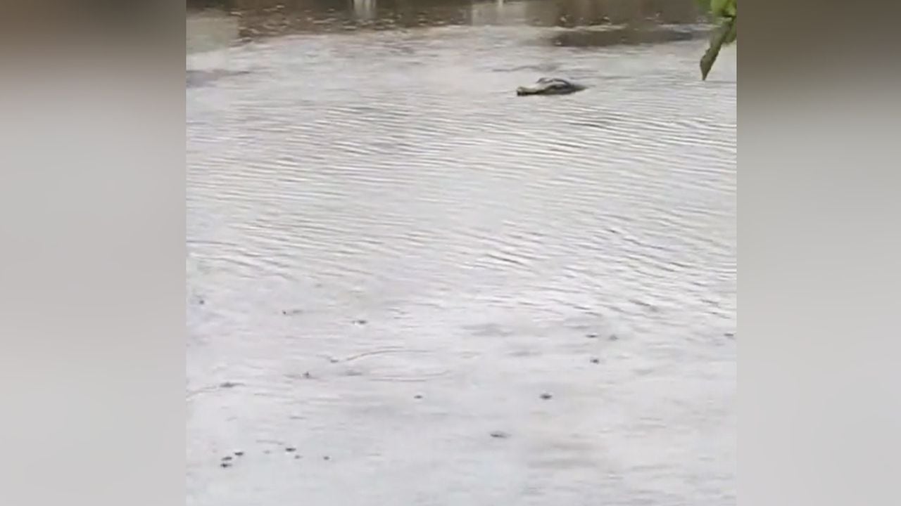 Cocodrilo fue grabado nadando en una calle de Florida tras el paso del huracán Ian