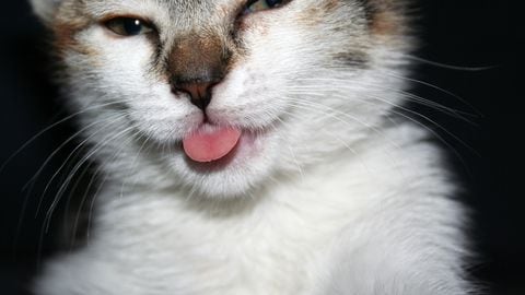 Un gato con la lengua afuera puede significar que está relajado.