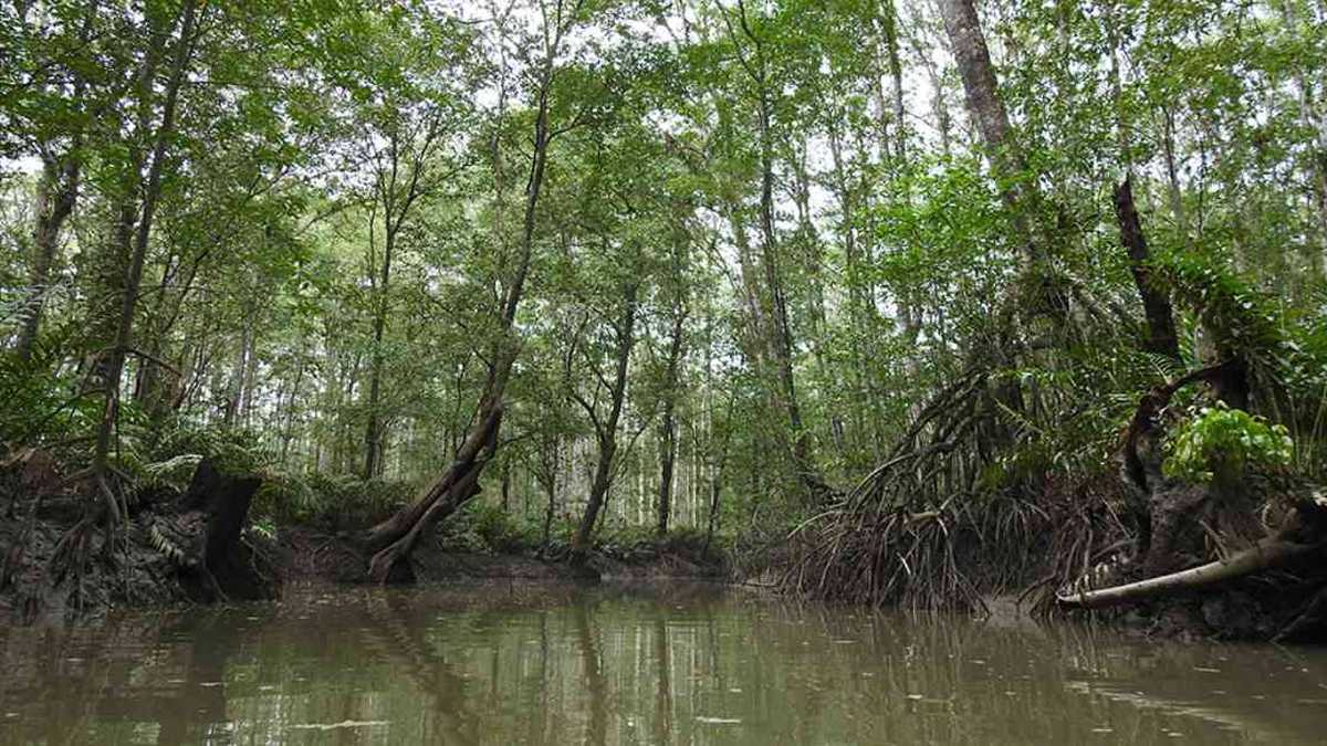 Las comunidades indígenas y afros dependen de los bosques de manglar.. Foto: Asociación Calidris.