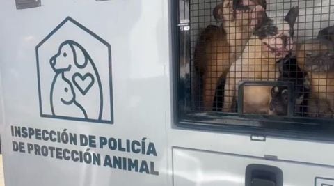 Criadero clandestino de perros en Medellín