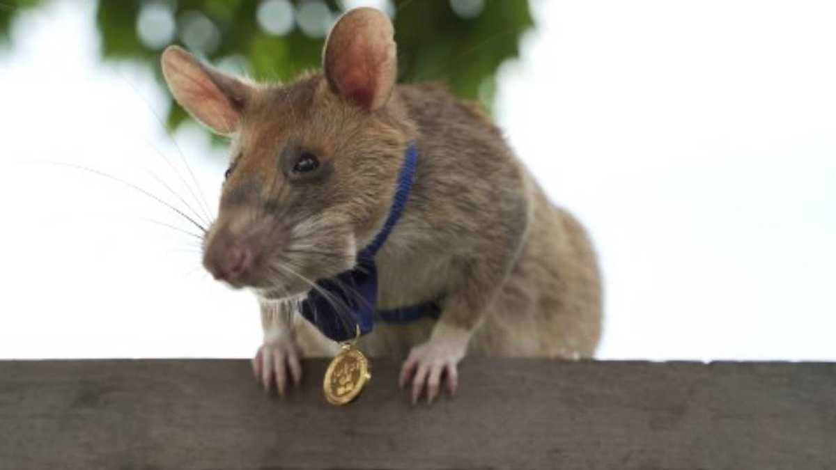 Magawa, la rata gigante africana que detecta minas terrestres, recibió una medalla de oro por su valentía y servicio. Foto: HANDOUT / PDSA / AFP