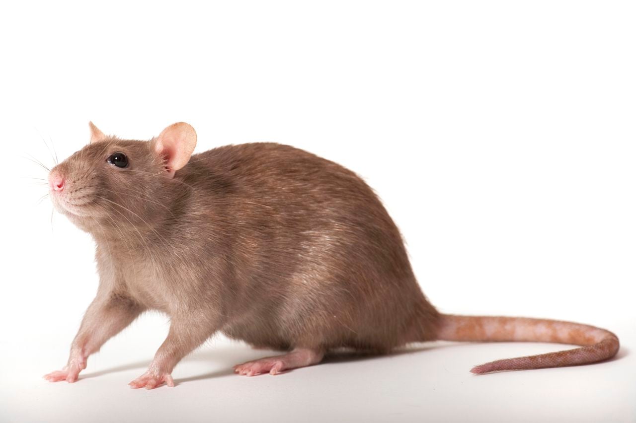 Las ratas suelen aparecer cuando hay mala higiene en el hogar.