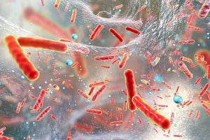 En el exterior, una mujer falleció en Estados Unidos. Tras habérsele realizado una serie de pruebas, se decretó que la superbacteria era resistente a 26 tipos de antibióticos.