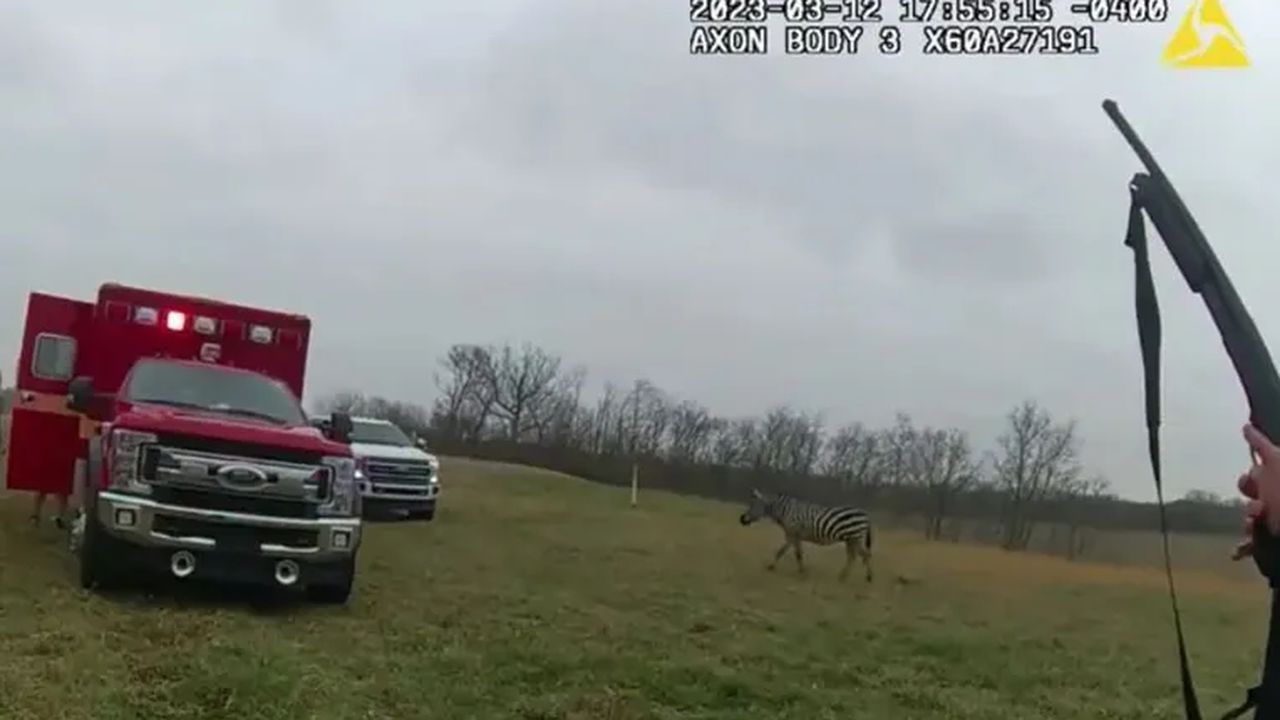 Un singular caso se presentó en el estado de Ohio, Estados Unidos, luego de que una cebra atacó a un hombre y le produjera una herida, de acuerdo con el reporte de la Oficina del Sheriff del Condado de Pickaway.