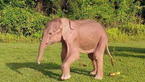 Cuando nació, el elefante pesaba casi 80 kg y medía unos 70 cm de altura.