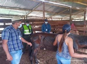 Fiscalía informa dos casos de maltrato animal hacia caballos.