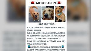 Toby fue robado este sábado en Bogotá.