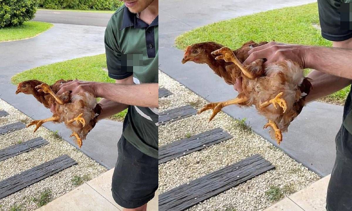 Se cree que esta inusual gallina sufre polimelia, una rara condición en la que crecen una o más extremidades adicionales