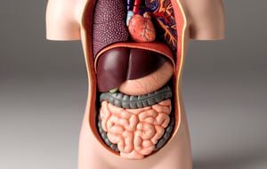Stomach pain model
