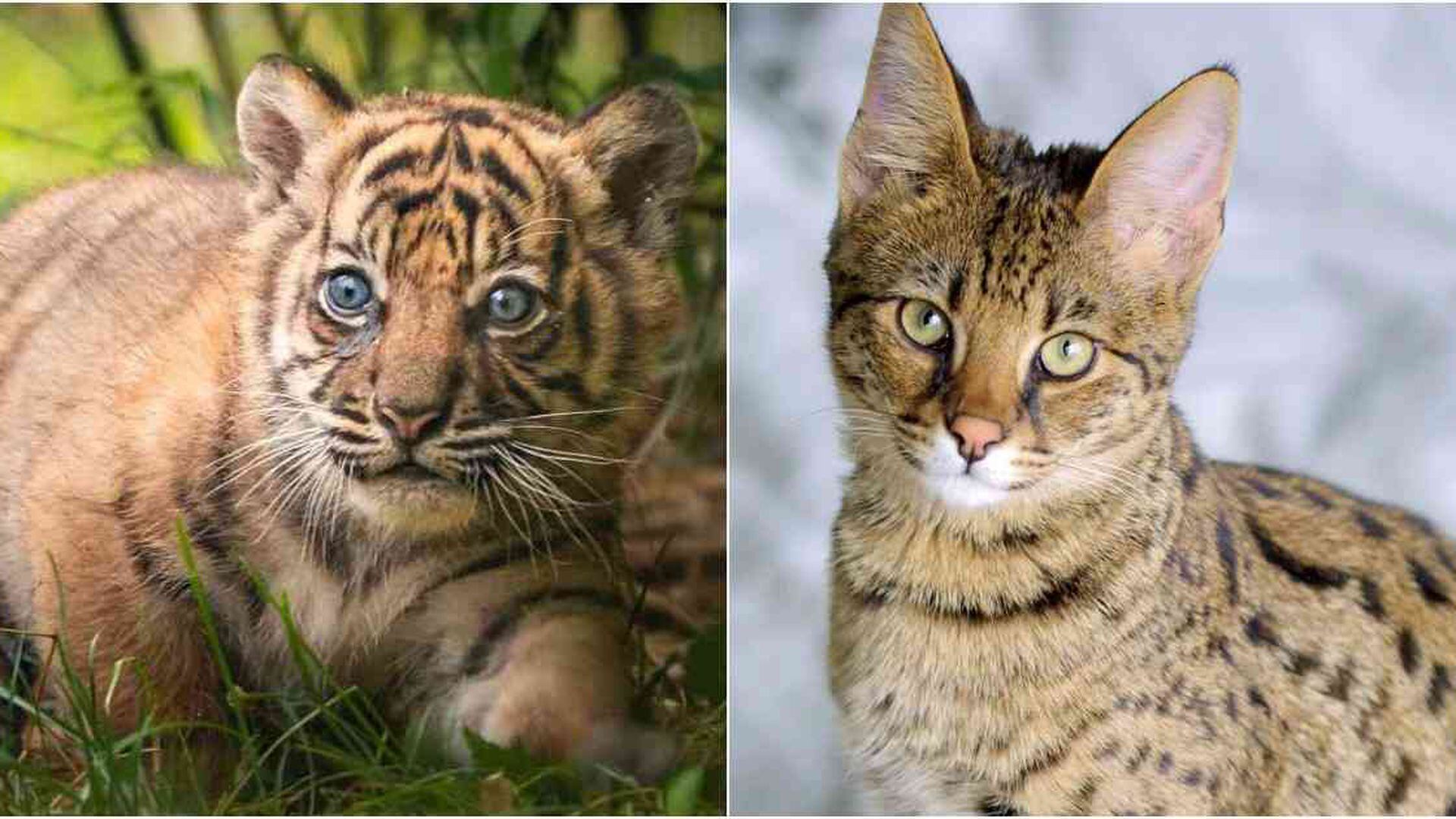 En la actualidad juego He reconocido Pidieron un gato y recibieron un tigre: tráfico de fauna crece por Internet