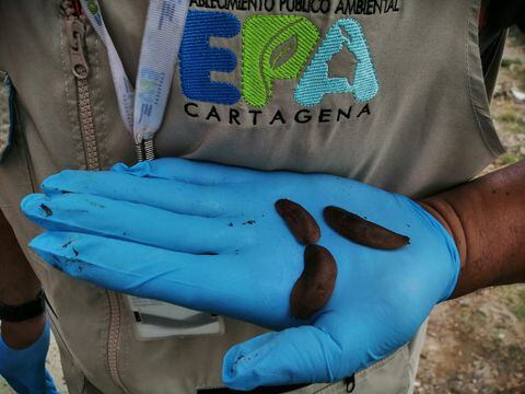 Cartagena: Alerta por aparición de babosas que podrían ser venenosas