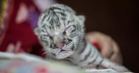 El zoológico ya tiene otros dos tigres blancos que llegaron con anterioridad, como donación cuando tenían un año