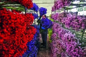 La exportación de flores creció 41,3 % en el primer bimestre de este año, con respecto al mismo periodo en 2021.