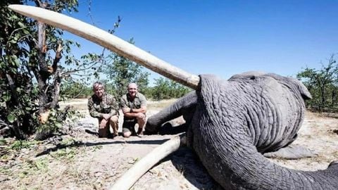 Elefante asesinado en África
