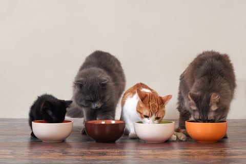 Investigaciones recientes han revelado qué alimentos específicos pueden influir en la felicidad de los gatos, brindando valiosas pistas sobre su dieta ideal.