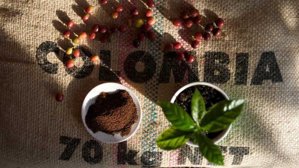Coffee Master vuelve a Bogotá para deleitar a los amantes del producto insignia de Colombia