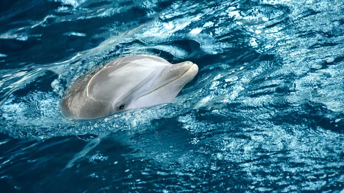 Foto de referencia sobre delfines