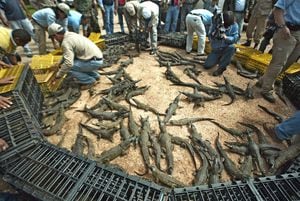 Liberación de caimanes del Orinoco, una especie de cocodrilo que está en peligro de extinción.