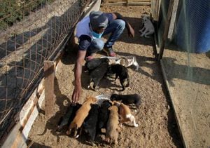 Heróico: este es el refugio a donde llegan animales abandonados o perdidos por los enfrentamientos en Gaza