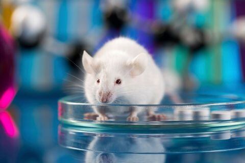 rata ratón de laboratorio
