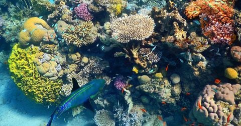 Corales en riesgo en mar Rojo, en Israel
