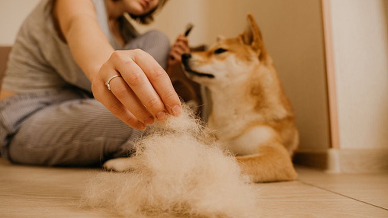 Cómo quitar los pelos del perro de la ropa en la lavadora?
