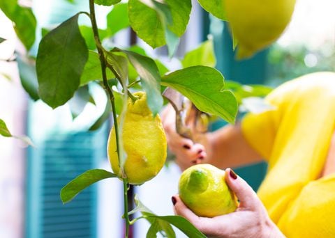 Para quienes cultivan limoneros, la vista de hojas amarillas y marchitas puede ser descorazonadora, pero hay esperanza en un ingenioso método.