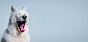 Primer plano de bostezo Samoyedo. Perro de raza pura con la boca bien abierta. El animal es de color blanco sobre fondo azul. Perro bostezando.