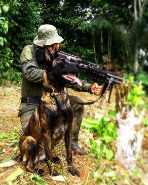 Cobra perra Antinarcóticos muerta en campo minado