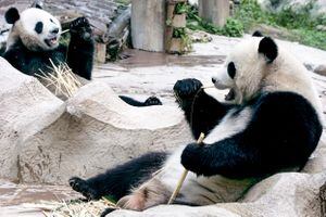En esta foto de archivo tomada el 3 de septiembre de 2005, dos pandas gigantes prestados a Tailandia desde China, Chuang Chuang y Lin Hui, comen bambú en el zoológico de Chiang.