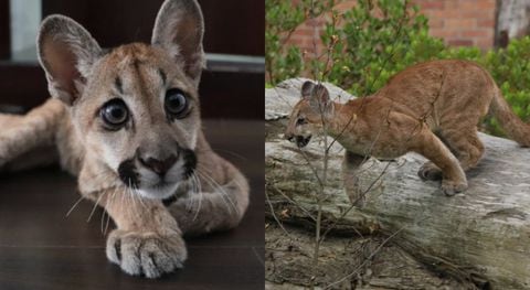 Puma hembra rescatada en Bogotá en el mes de mayo