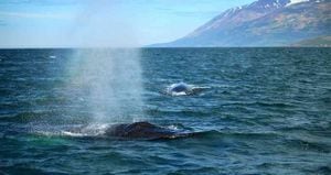 Ballenas han sido avistadas en costas de España. Foto: Pixabay
