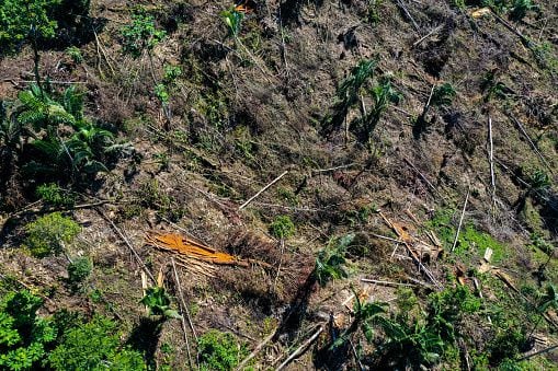 La deforestación en la Amazonía brasileña marcó un récord para febrero, segundo mes del Gobierno del presidente Luiz Inácio Lula da Silva,