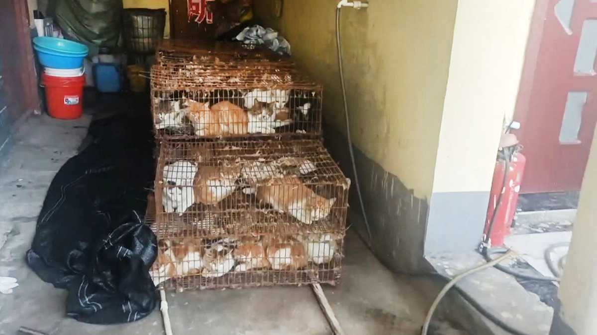 Policía china evitó que 150 gatos fueran cruelmente asesinados para consumo  humano