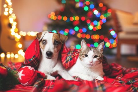 Perro - gato - Navidad - mascota