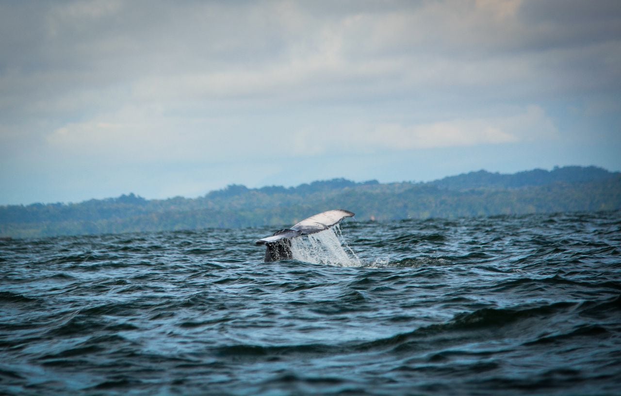 Cada año, entre mediados de julio y octubre, cientos de personas viajan hasta Buenaventura para avistar ballenas.