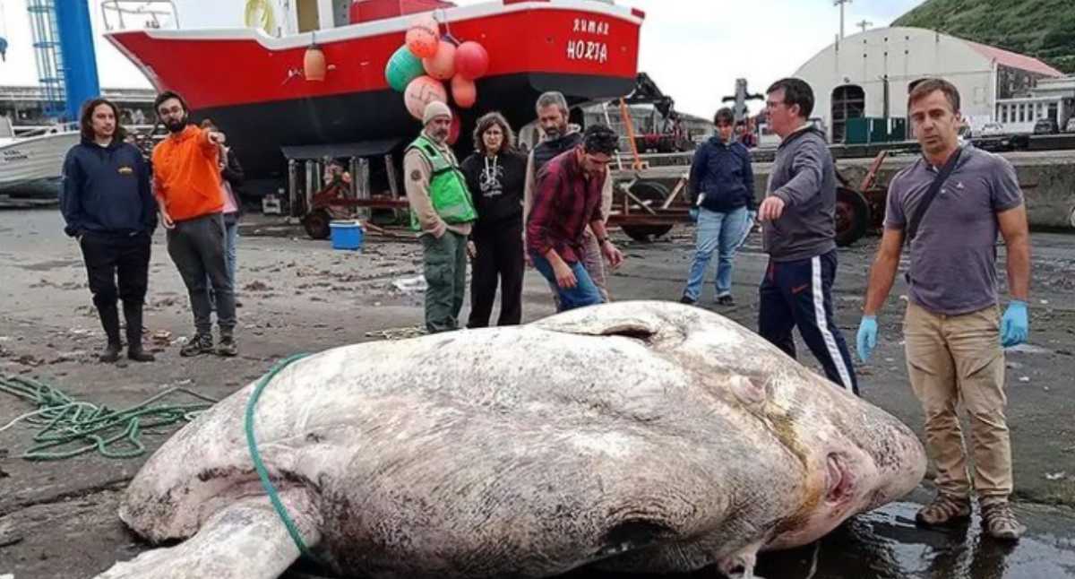 Pescadores em Portugal encontraram peixe com quase 3 toneladas, o mais pesado de que há registo