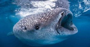 Los tiburones ballena cuentan con dentículos en sus ojos. Foto:  © WWF / Vincent Kneefel