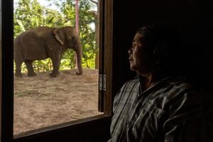 La dueña de elefantes, Pensri Sapmak, de 60 años, se sienta dentro de su casa mientras uno de sus elefantes descansa en el patio trasero de la aldea de elefantes de Ban Ta Klang en Surin, Tailandia, el 6 de abril de 2022. "Sin elefantes no ganamos dinero", dijo Pensri Sapmak. . "Hemos tenido elefantes desde la época de mis padres y estamos unidos, como miembros de una familia. Mi padre capturó elefantes salvajes en la jungla. Quiero estar con ellos para siempre".
