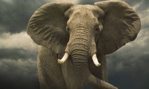Investigador colombiano murió aplastado por elefante en Uganda
