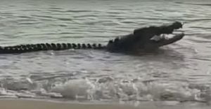 Video: enorme cocodrilo se come a dos tiburones en playa de Australia