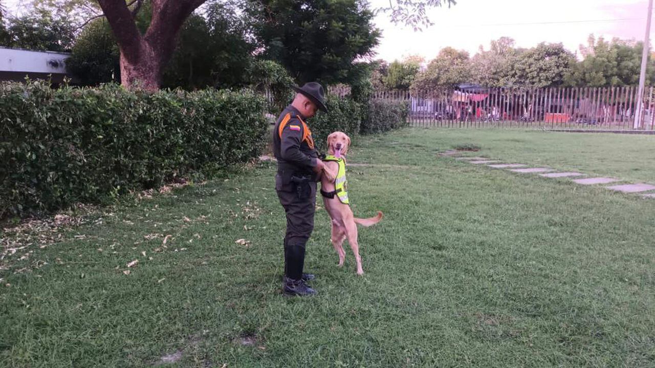 Lukas el perro policía que combate la venta de pólvora en Bolívar.
