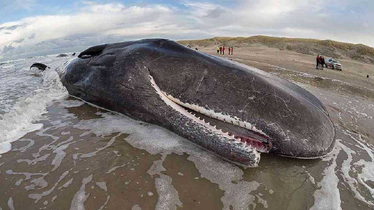 Ballena muerta por varamiento en mar argentino. Foto: Greenpeace Argentina