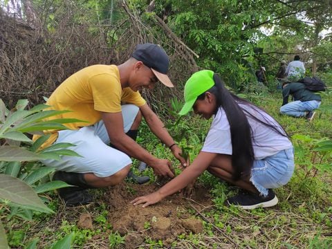 La sembratón masiva de más de 4.200 árboles unió a las familias de diferentes veredas, y contó con el apoyo de colectivos como ‘’De corazón por Urabá’, ' Sembrando oxígeno en Necoclí’ y ‘EcoCaribia’.