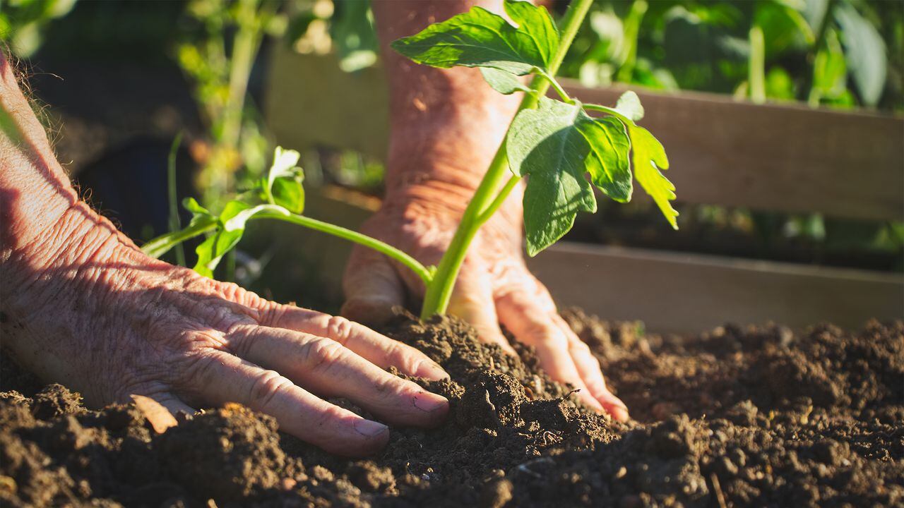 La Alcaldía de Villa Rica trabaja en
la implementación de estrategias para que los pequeños agricultores
impulsen su producción.