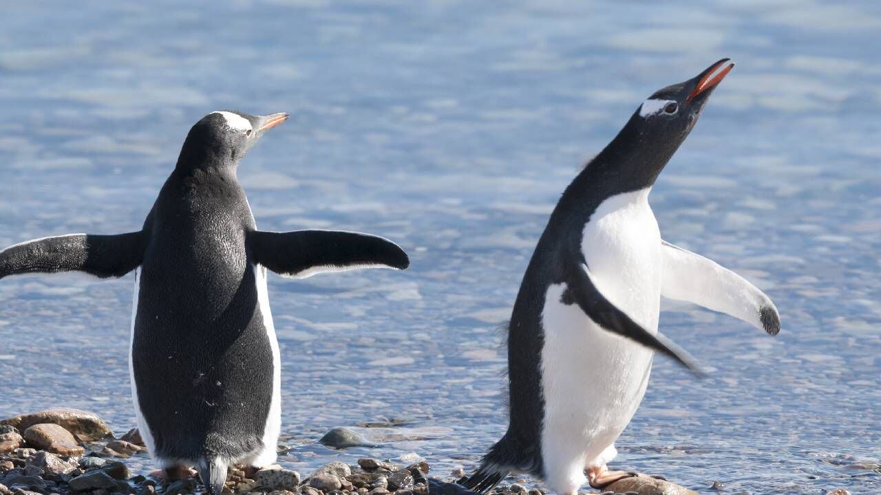 El pingüino Adelia es una de los dos especies que está en la Antártida. Foto Gettyimages.