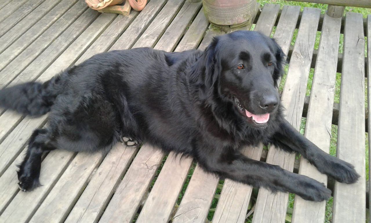 Luna era una perrita Black Lab Golden Retriever que falleció por la alborada en Antioquia.