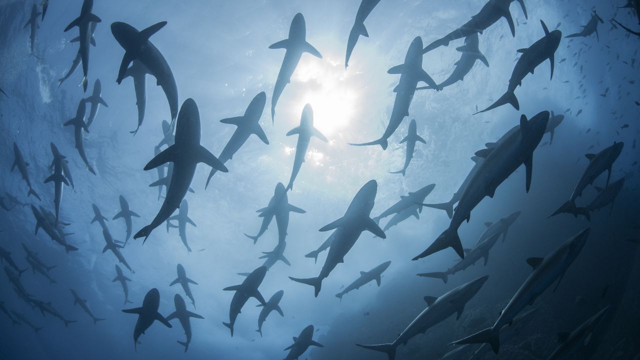 Los tiburones usualmente son asociados como los animales más peligrosos en el mar.