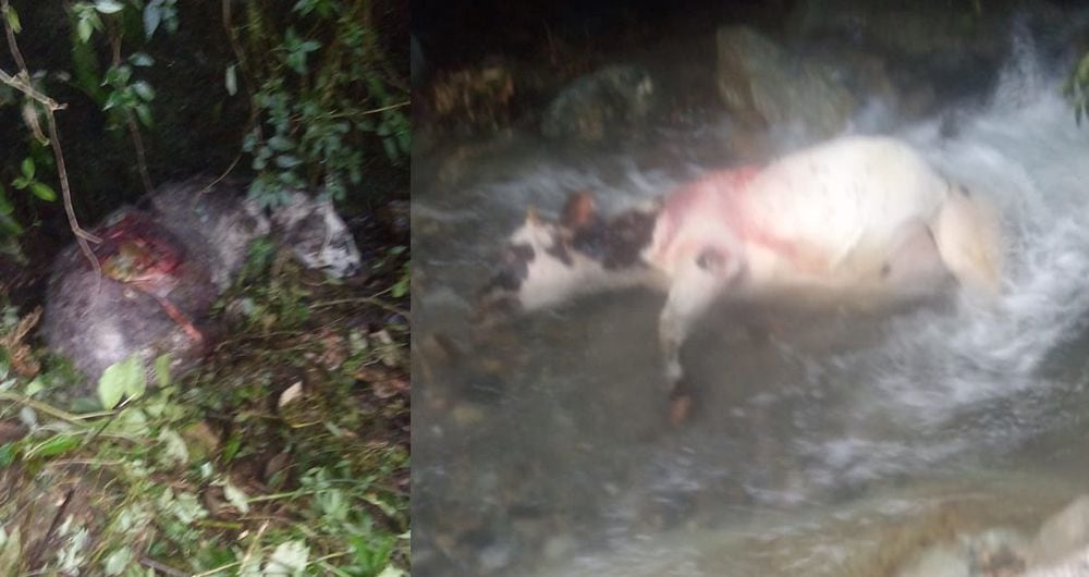 Durante los últimos 2 meses, medio centenar de vacas han aparecido malheridas o muertas en zona rural del municipio de Pijao, Quindío.