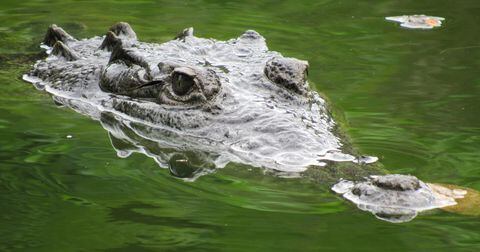 El caimán aguja hembra, una especie catalogada como vulnerable a la extinción, será liberado en un sector de la Ciénaga Grande de Santa Marta.